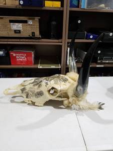 lot 2556 image: Decorated Animal Skull with Horns Feathers