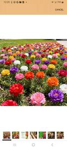 lot 62135 image: 10 pack of Moss Rose Seeds (Portulaca Grandiflora) - Mixed Color Perennial Ground Cover, Non-GMO, Heirloom, Vibrant Blooms for Garden Beds, Outdoor Planting & Garden Beautification - Retail $0