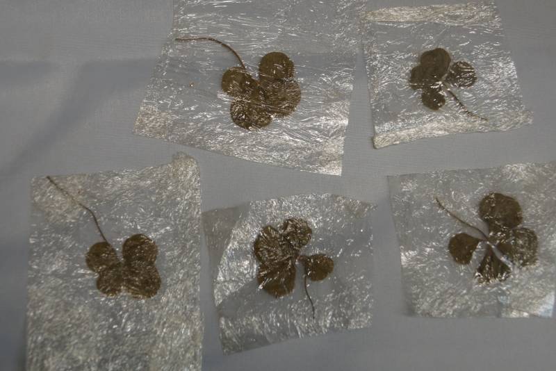 lot 281 image: () Look 5 REAL 4 Leaf Clovers Pressed