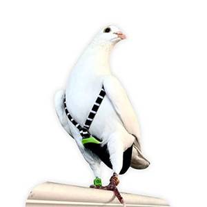 lot 12237 image: FLYPER Adjustable Mini Bird Diaper  Reusable, Washable Cloth  Comfort Fit for Parrots, Cockatiels, and Other Small Birds  Fashionable Avian Accessories Size 6.5