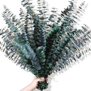 lot 20255 image: 30Pcs Dried Eucalyptus Stems, 17 Real Preserved Eucalyptus Plant for Shower, Fresh Natural Branches for Vase, Eucalyptus Bundle for Home Decor, Wedding, Baby Shower, Bathroom