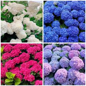 lot 6157 image: 150 Hydrangea Seeds - Mixed Color Perennial Flowers (Blue, Pink, Red & White) for Garden, Landscape & Wedding Decor �� Hardy, Non-GMO, Heirloom Seed for Outdoor Planting & Potted Plants