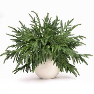 lot 1515 image: AMORISE Norfolk Pine Stems, 12 Pcs 18 Real Touch Artificial Pine Branches, Tabletop Droopy Greenery Stems, Faux Cedar Picks for Vase, Garland Accessories, Holiday Winter Decor for Home Indoor, FF08
