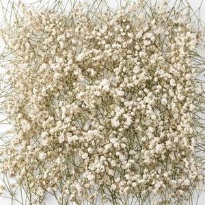 lot 2016 image: Fumete 200 Pcs Mini Dried Baby Breath Flowers 3000 Wedding Ivory White Flowers Bulk 2-4 in Dried Artificial Gypsophila for Wedding Decor Boho Invitation Resin Candle DIY Art Crafts Making Bouquet