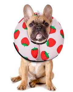 lot 12425 image: MIDOG Inflatable Dog Cone Alternative for After Surgery - Soft Protective Donut Collar Prevents Licking, Comfortable Recovery E-Collar Alternative for Small Medium Large Dogs (Strawberry,M)