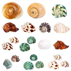 lot 20162 image: 21PCS Hermit Crab Shells  Assorted Natural Sea Conch Size 1.3-3.2  Growth Turbo for Small to Medium and Large Crabs, Saltwater Hermit Crab Supplies and Sea Shell for Beach Decor