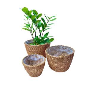 lot 2213 image: Laquedecraft Woven Seagrass Plant Basket Without Handles  Decorative Planter for Small-Space Living or Natural Home Styling  Perfect for Living Room, Balcony, Patio, Kitchen or Gadren (Set of 3)