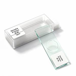 lot 14461 image: Amoeba Proteus Whole Mount Prepared Microscope Slides, 1pcs Amoeba Slide Shows Nucleus, Cytoplasm and The Cell Membrane