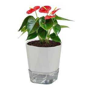 lot 19040 image: KUILONGT Plant Pots 5.5x5.9x8.3 Inches, 6 PCS White Flower Pots with Drainage, Indoor Planters with Saucers, Lightweight Pots for House Plants,Succulents, and Home Decor(5.5x5.9x8.3-6Pack)