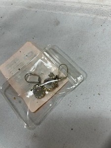 lot 25979 image: Dragonfly Globe Earrings