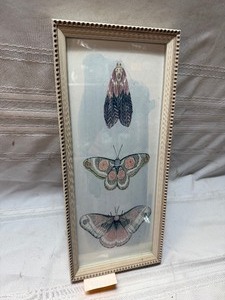 lot 25943 image: Butterfly Morphing Stages Picture
