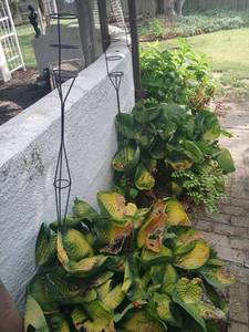 lot 5027 image: Plant Support Stake Metal Garden 3.