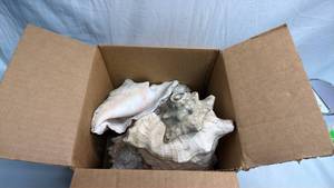 lot 121 image: Lot of Seashells
