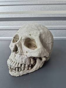 lot 233 image: Cement Human Skull Replica Model Anatomical Display