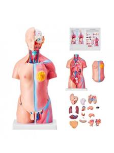 lot 21389 image: VEVOR Human Body Model, 23 Parts 18 inch, Human Torso Anatomy Model Unisex Anatomical Skeleton Model with Removable Organs, Educational Teaching Tool for Students Science Learning Education Display - Retail $62