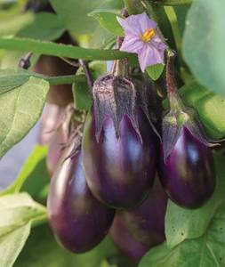 lot 2896 image: Burpee Patio Baby Eggplant Seeds 30 seeds - Retail $8