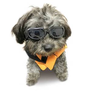 lot 72963 image: Enjoying Dog Goggles Small Breed, Dog Sunglasses UV Protection, Cycling Eye Protection for Small Dogs, Breathable Windproof Dustproof Anti-Fog, Adjustable Straps, Classic Black - Retail $9