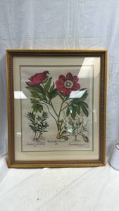 lot 79 image: Botanical Floral Print Framed Three Plant Species Red Flowers 25x22