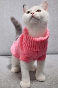 lot 2159 image: Extra extra small cat sweaters pink and purple