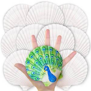 lot 5368 image: 20PCS Natural Scallop Shells for Crafts, 4-5 in White Sea Shells, DIY Decor