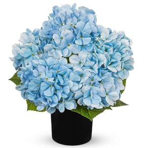 lot 12158 image: Hollyone Light Blue Hydrangea Artificial Flowers in Pots 15.7 Five-Head Faux Silk Hydranges Flower Arrangements for Indoor Home Office Kitchen Table Centerpieces Wedding Decorations