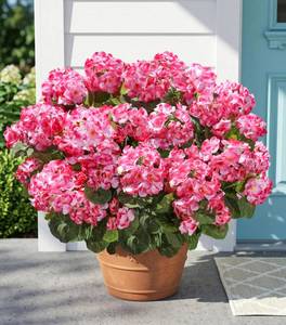 lot 2083 image: Fake Geraniums Artificial Flowers for Outdoors Outside, 6 Bundles Pink Silk Geraniums Fake Flowers Plants UV Resistant Realistic Faux Flowers for Outdoor Planters Garden Balcony Yard Porch Indoor