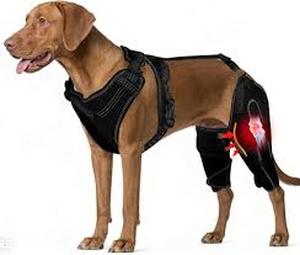 lot 14480 image: Dog Knee Brace, Adjustable Removable Soft Comfortable Dog ACL Brace Hind Leg, Easy to Wear & Clean Durable Dog Knee Braces for Back Leg, Support for Injury, Arthritis & Post-Surgery Recovery
