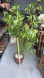 lot 125 image: Large Bamboo Plant in Decorative Basket-Style Planter