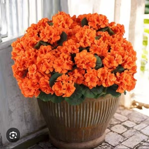 lot 624 image: Hananona 6 Pcs Artificial Geraniums UV-Resistant Flowers