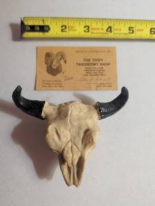 lot 1034 image: The Cody Taxidermy Shop Ram Skull Mount with Black Horns