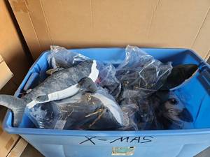 lot 1154 image: Lot of 5 Great White Shark Plush Toy - Grey Lifelike Long Great White