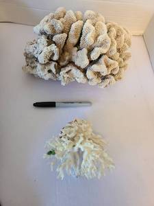 lot 1080 image: Coral pieces