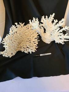 lot 1081 image: Coral