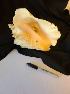 lot 1082 image: Conch shell