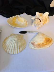 lot 1083 image: Seashells