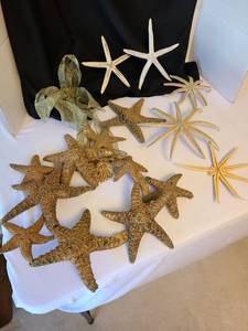 lot 1084 image: Starfish