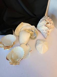 lot 1085 image: Shells