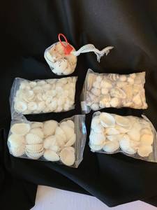 lot 1086 image: Bagged seashells