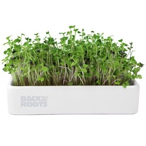 lot 10303 image: Back to the Roots Mighty Mix Microgreens Grow Kit with Ceramic Planter