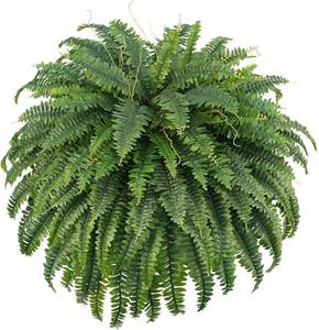 lot 9369 image: $47 FOREST PRINCE 50 Artificial Boston Ferns, UV Resistant, 96 Fronds