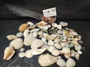 lot 206 image: Mixed Seashell Collection with Arizona Petrified Wood Specimen Box