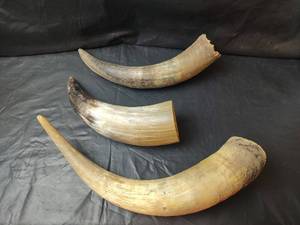 lot 270 image: Horns