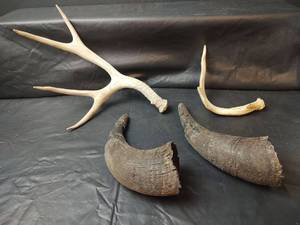 lot 271 image: Deer Antlers and Bovine Horns