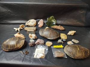 lot 272 image: Turtle Shells, Fossils, Rocks, Minerals and Shells
