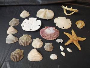 lot 896 image: Seashell Collection