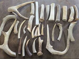 lot 1050 image: Shed Antler Pieces and Sections for Knife Handles, Buttons etc....