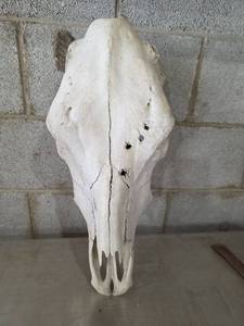 lot 1054 image: Large Bovine Animal Skull