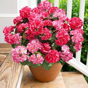 lot 1089 image: Artificial Geranium Fake Flowers for Outdoors Decoration, 6 Bundles Silk Geraniums Flower UV Resistant Look Real Faux Plants for Front Door Garden Porch Planter Patio Balcony Yard Indoor Home, Mix