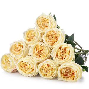 lot 19628 image: Daifunli 10pcs Peonies Artificial Flowers, Faux Austin Rose with Long Stem Look Real Fake Flower for Wedding Vase Party Home Kitchen Arrangement Decor(Champagne)