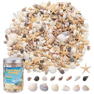 lot 14060 image: 1200 Pcs Tiny Sea Shells, Seashells for Crafts with Small Shells Starfish